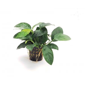 ANUBIAS - ANUBIAS BARTERI var. NANA